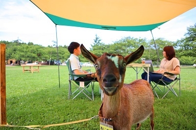 ご希望の方にはヤギさん登場オプションも