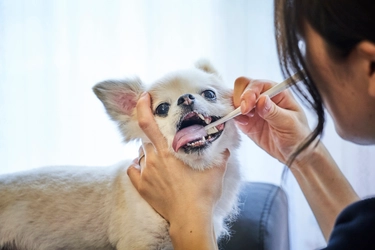 寿命を縮める愛犬の歯周病にストップ！ 嫌がらない歯ブラシ「ミガケンデ」、天然毛ペット用歯ブラシは日本初