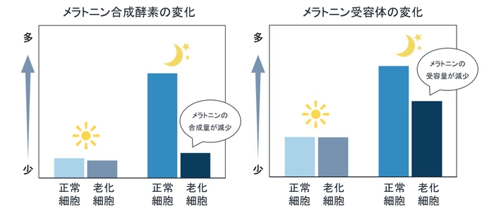 メラトニン合成酵素の変化／メラトニン受容体の変化