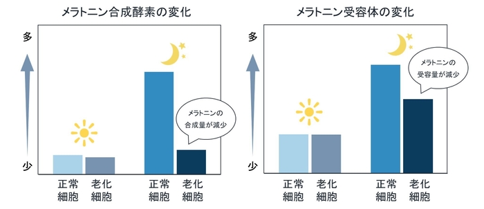 メラトニン合成酵素の変化/メラトニン受容体の変化