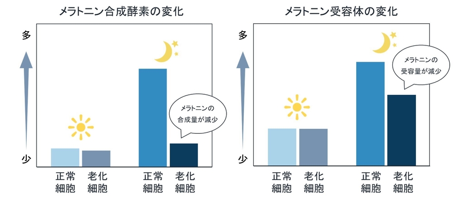 メラトニン合成酵素の変化/メラトニン受容体の変化