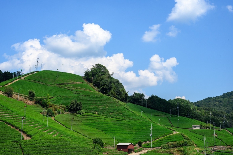 ▲石寺の茶畑(京都府景観資産登録第１号・日本遺産)