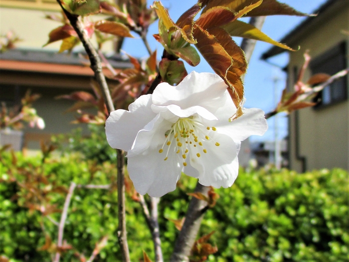 御室仁和寺駅の桜(上下とも2021年3月31日9時頃撮影)