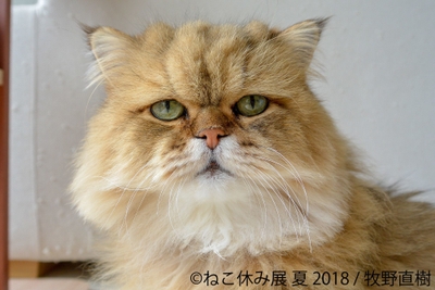 展示作品11