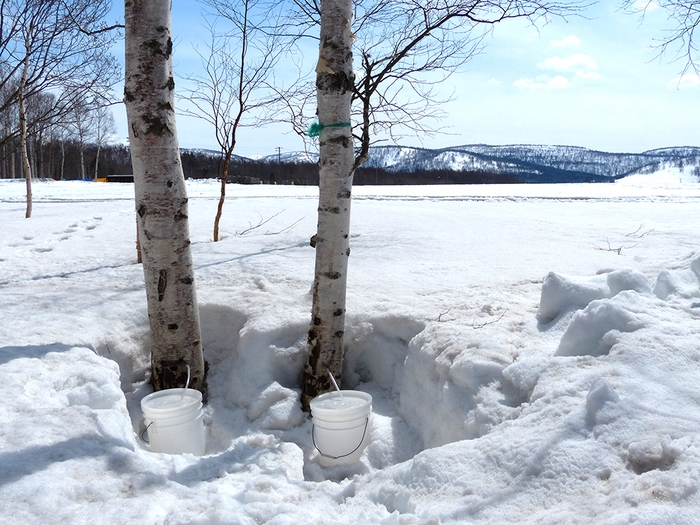 白樺樹液の採取風景