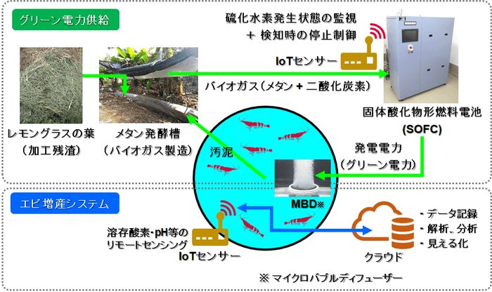 バイオガスで作動する燃料電池とIoTを導入したエビ養殖システムの概要図