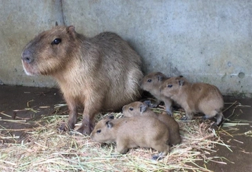 伊豆シャボテン動物公園に夏の“ベビー”ラッシュ到来！？ 「カピバラ」＆「ホオジロカンムリヅル」赤ちゃん誕生