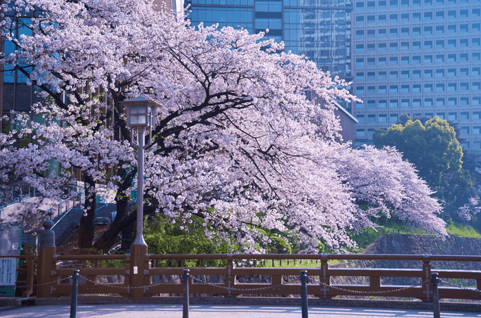 弁慶濠沿いの桜（過去の様子）