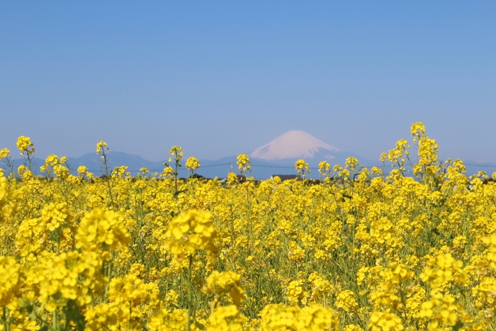 菜の花と富士山(昼間)_ソレイユの丘