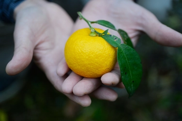 乾燥する肌を潤いの膜で保護する 冬季限定「柚子(ゆず)の全身保湿クリーム」10月20日(水)新発売