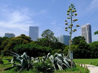 10年ぶりの開花！浜離宮恩賜庭園のアオノリュウゼツラン咲き誇る（東京都 中央区）