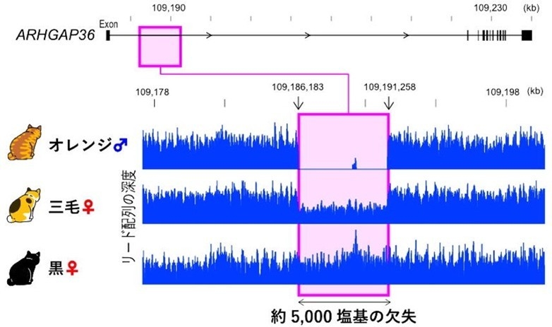 図2.約5,000塩基の欠失の同定