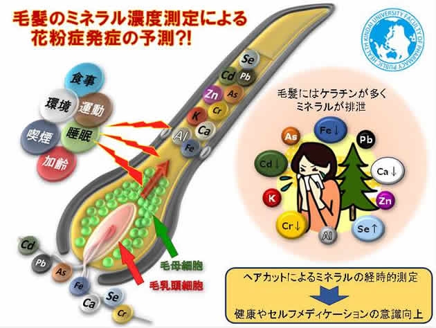 毛髪のミネラル濃度測定による花粉症発症の予測？！