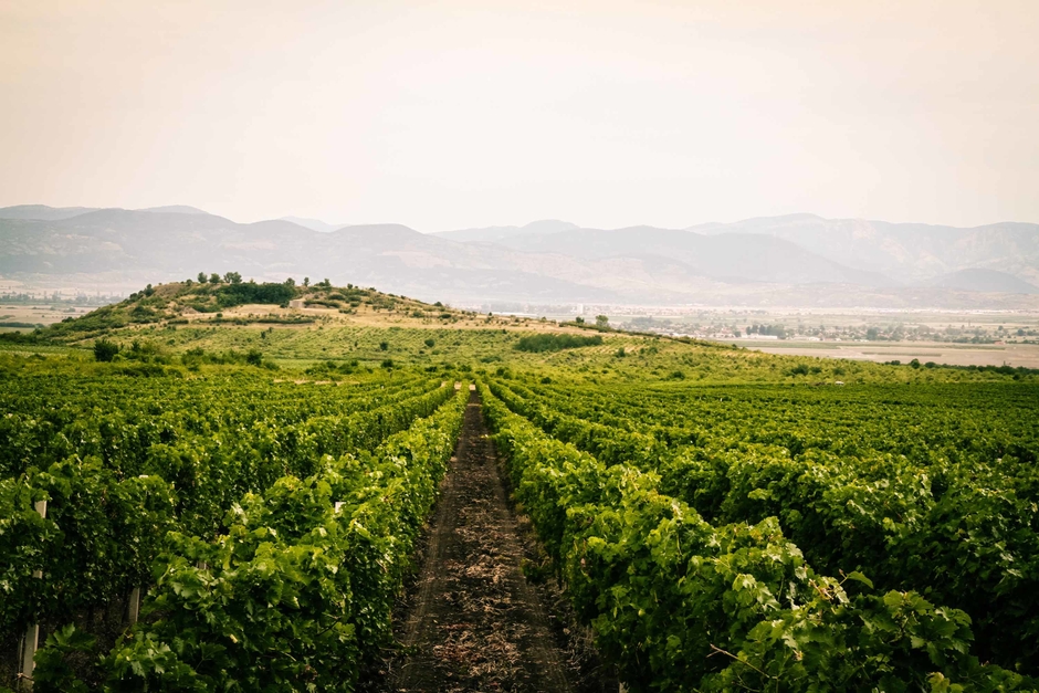 「ロシディ」ワイナリー