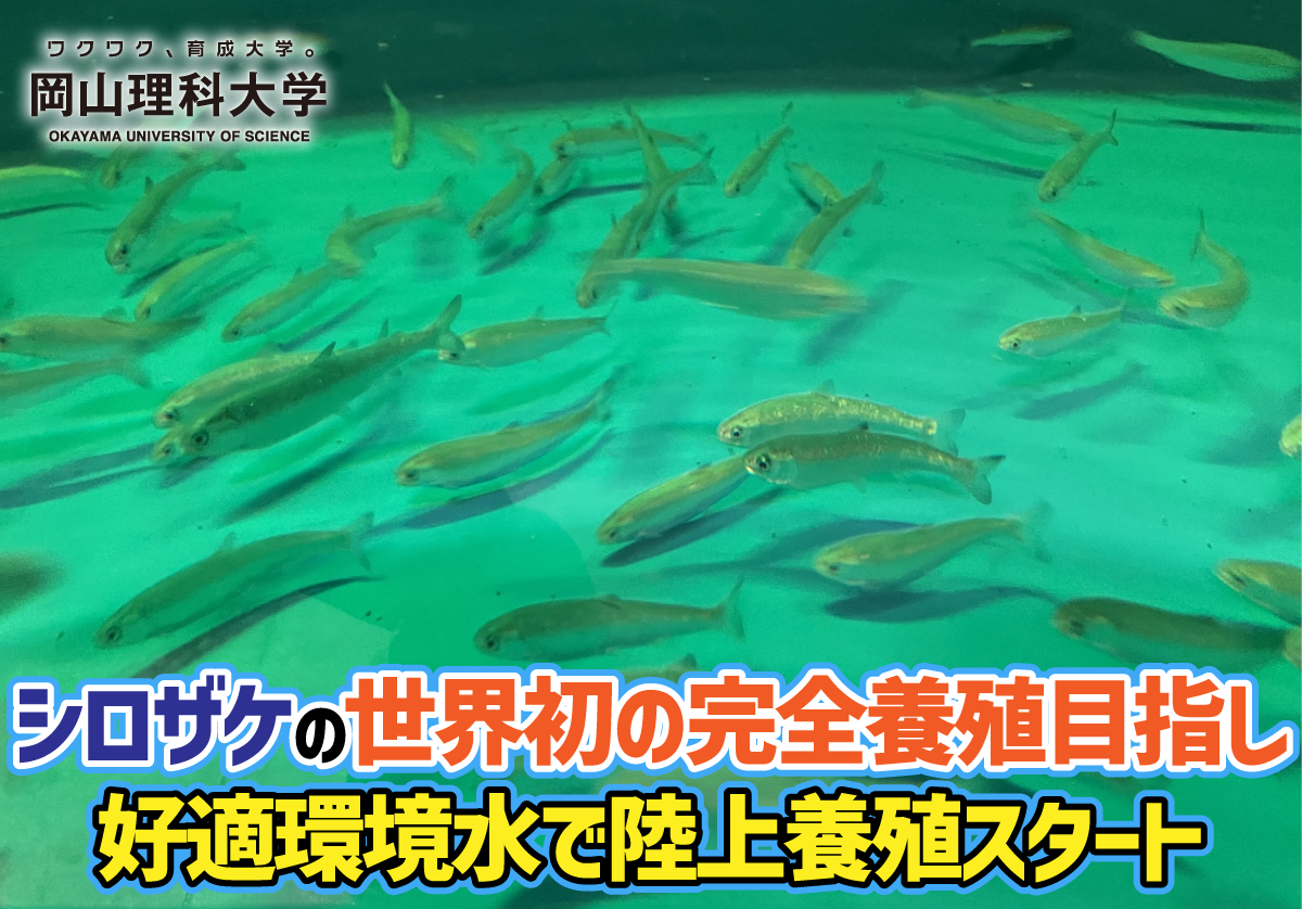 シロザケの世界初の完全養殖目指し、好適環境水で陸上養殖スタート