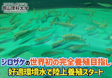 シロザケの世界初の完全養殖目指し、好適環境水で陸上養殖スタート
