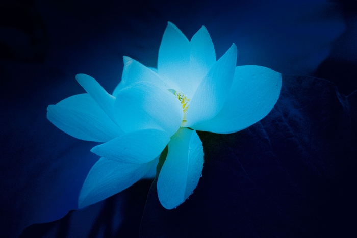 Blue Lotus