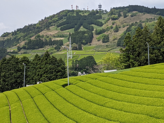 掛川の茶園