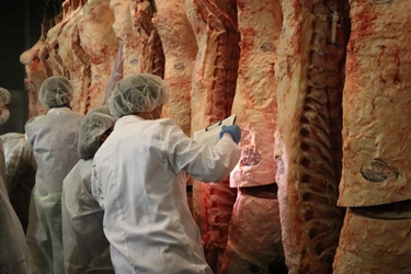 4/17(金)「栃木県後継者・高校・大学校肉牛枝肉研究会」を開催