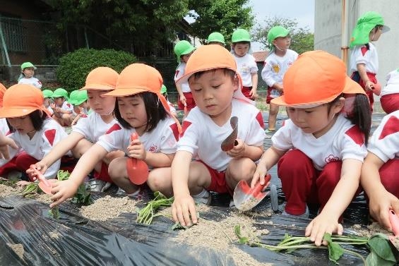 サツマイモの苗を植える園児の様子