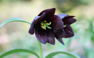 六甲高山植物園 高山植物が続々開花！ 伝説の恋の花 クロユリが見頃です！