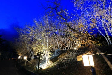 昨年好評だった「長瀞宝登山臘梅ライトアップ」　 2021年1月30日(土)より開催