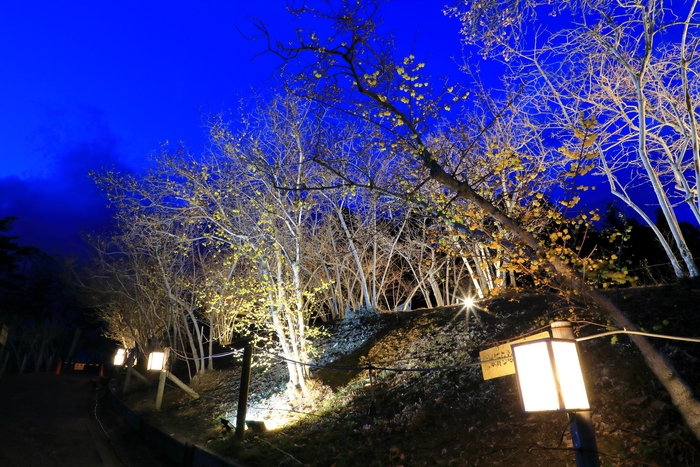 ロウバイライトアップイメージ