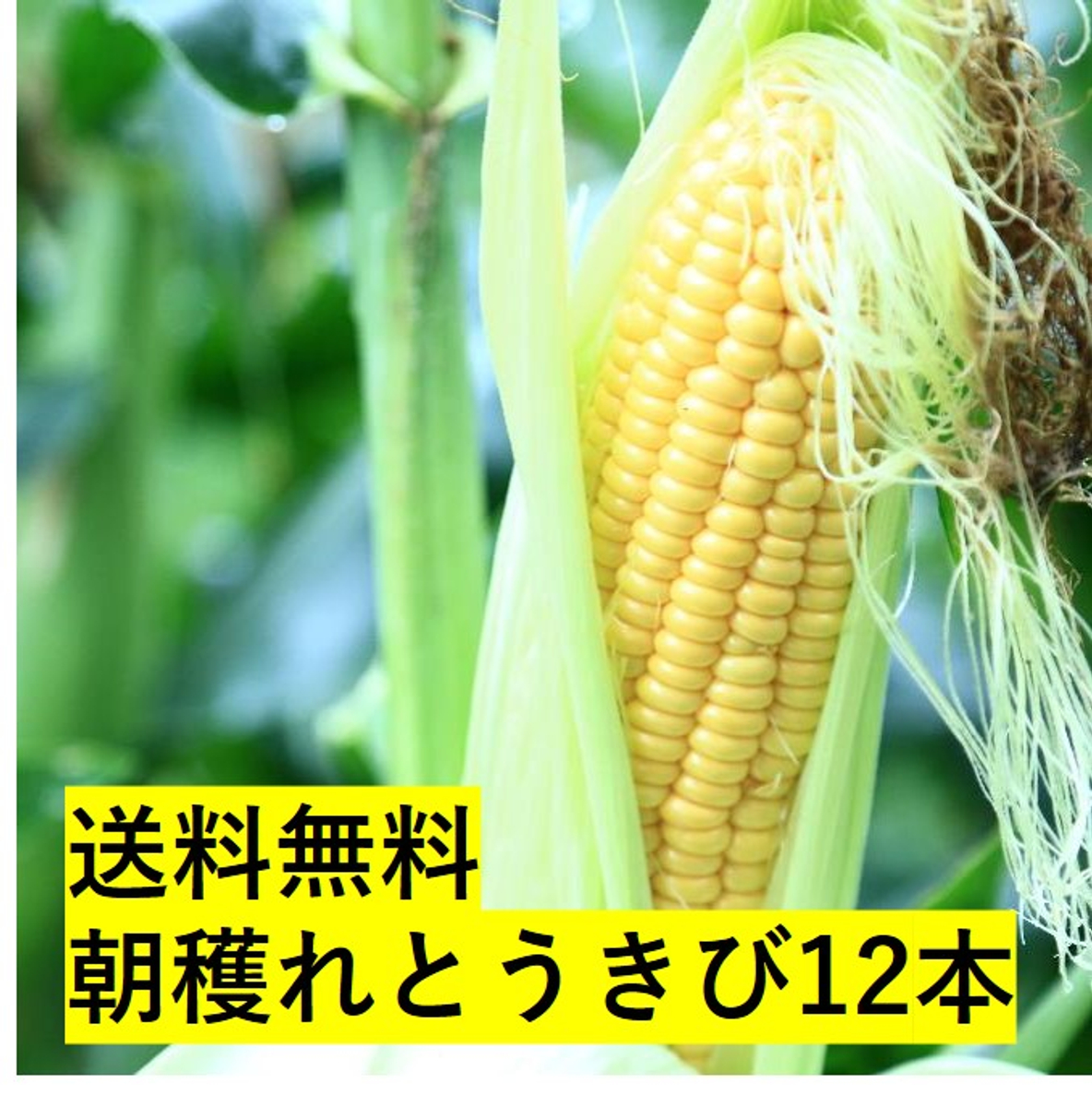 北海道から採れたてをお届け 新鮮で甘 いトウモロコシに思いっ切りかじりついて 北海道の夏を体験 とってもお得な送料無料の限定販売 Newscast
