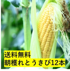 北海道から採れたてをお届け！新鮮で甘～いトウモロコシに思いっ切りかじりついて、北海道の夏を体験。とってもお得な送料無料の限定販売