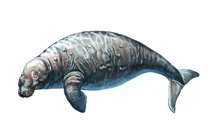 ステラーカイギュウ