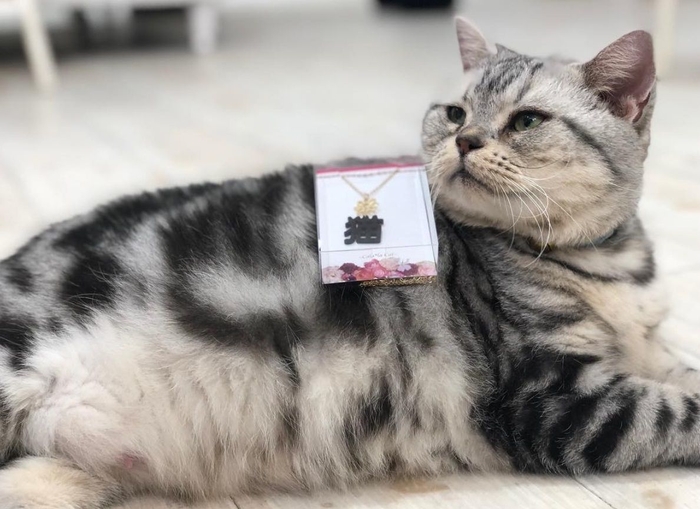 にゃんこ販売員がんばります!