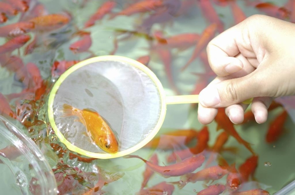 金魚すくい