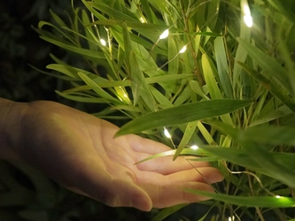 植物発電「botanical light(ボタニカルライト)」　 5月25日より世田谷区三宿ショールームで展示開始！