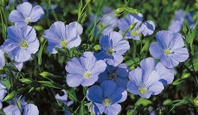 種子にネルボン酸が多く含まれる亜麻仁の花