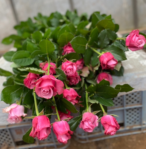 規格外のバラは廃棄される運命に・・・