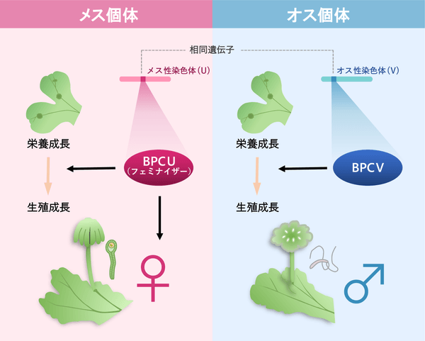 図 今回の研究のイメージ図　ゼニゴケは性染色体をもつ雌雄異株植物である。今回は、メス性染色体上の性決定遺伝子フェミナイザーBPCUを同定した。この遺伝子はメスとしての性分化を誘導する。予想外なことにオス性染色体に相同遺伝子BPCVが存在し、BPCUとBPCVは共に、生殖成長の誘導機能を持っていた。