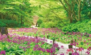 六甲山高山植物園(イメージ)