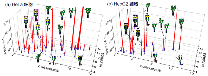 図3. （a）子宮頸がん細胞（HeLa細胞）と（b）肝臓がん細胞（HepG2細胞）の二次元分析結果。