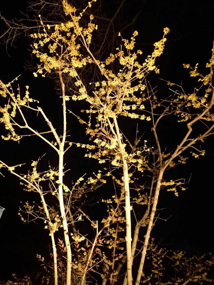 ライトアップイメージ1