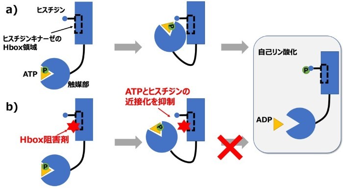 図2 病原細菌におけるHbox阻害剤の作用機構(aはHbox阻害剤なし、bはHbox阻害剤ありの場合)。Hbox阻害剤は病原細菌ヒスチジンキナーゼのHboxに結合して、ATPのγリン酸とHbox内のヒスチジンの近接化を抑制することで、細菌の増殖、薬剤耐性、病原性因子の発現に関わる自己リン酸化反応を阻害します。