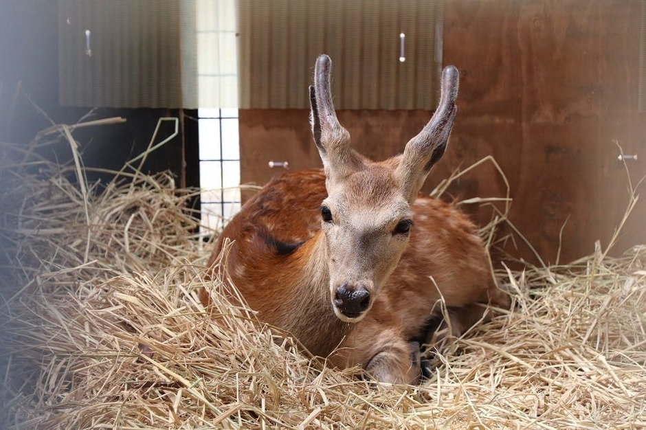 保護された時のケープ