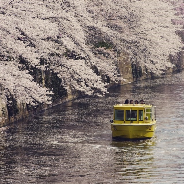 目黒川、月島川の水上から観る桜をお楽しみいただけます