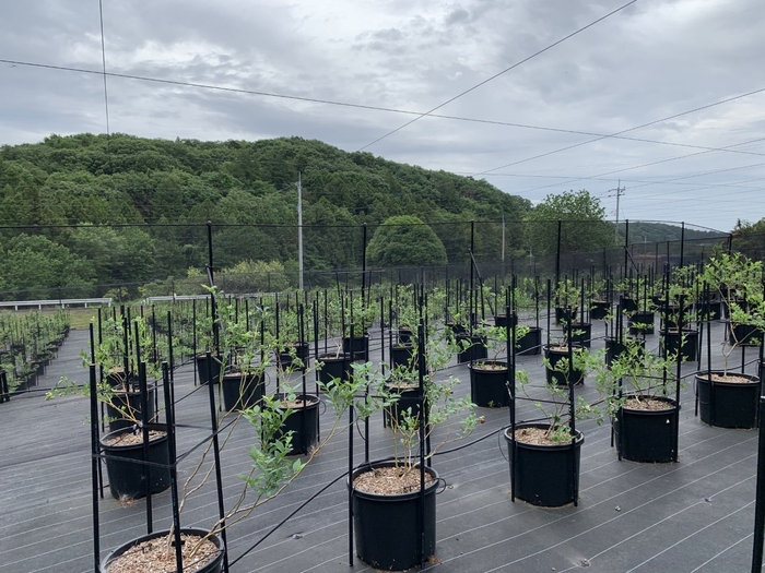 鉢植えでおいしさへのこだわり栽培