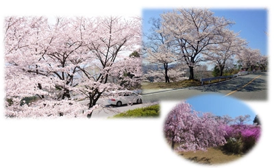 桜の開花は４月上旬　京都のドライブは桜満開の「嵐山-高雄パークウエイ」へ