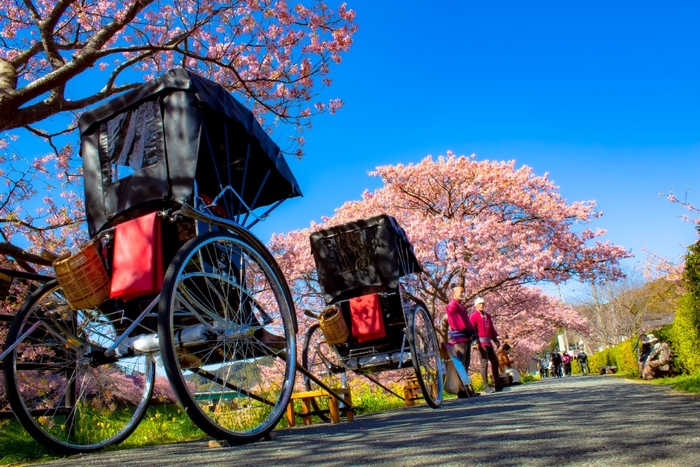 みなみの桜と菜の花まつり「お花見人力車」