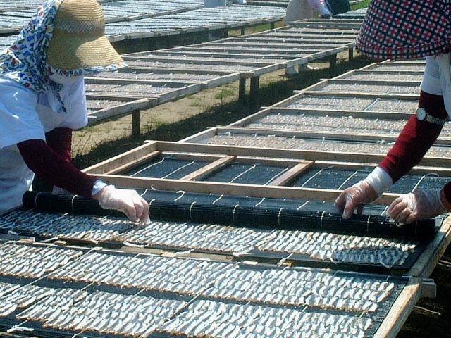 桜干 生産風景1