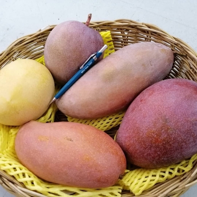 大きさ 比較 1