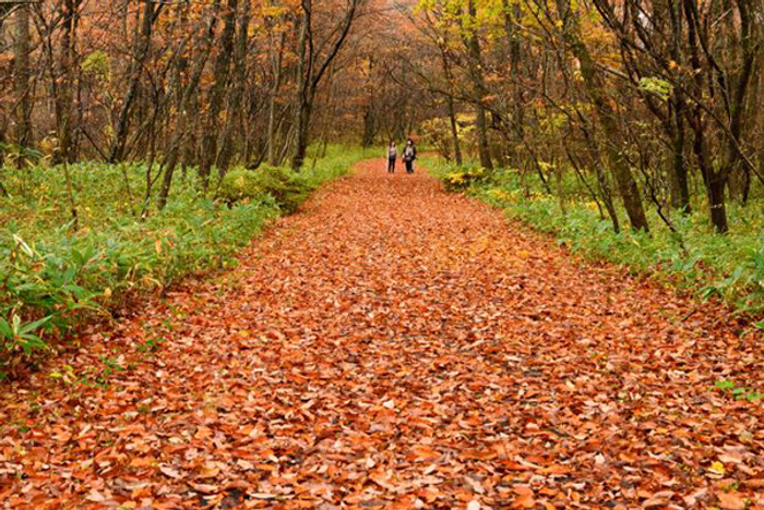散歩をしながら、森の緑や風、香り、音に癒される。五感を刺激される「森林浴」