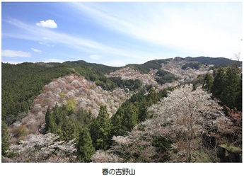 （ご参考） 吉野山の桜開花期間に合わせて臨時列車を運行します！