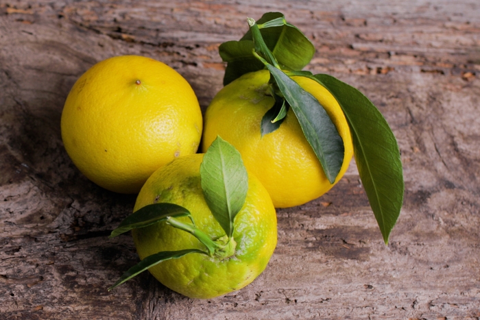 ベルガモット イメージ